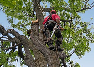 Tree surgery Heathfield