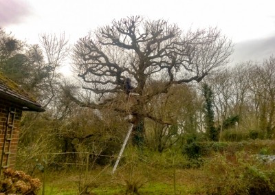 tree surgery mayfield