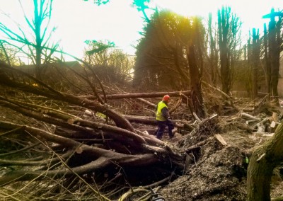 Tree Surgery Tunbridge Wells