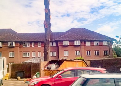 Tree Surgery Tunbridge Wells