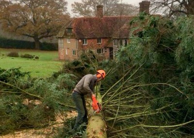 Tree Surgery Uckfield