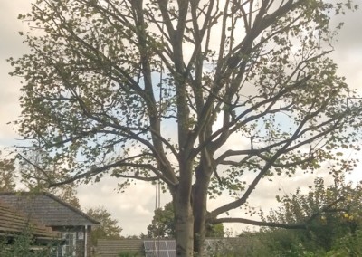 Tree surgery Heathfield
