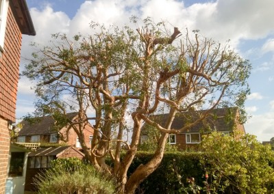 tree surgery crowborough