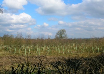 Tree and woodland planting in Kent
