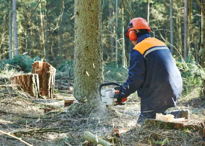Tree Felling