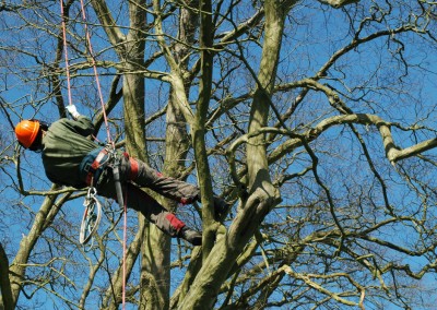Tree Surgery