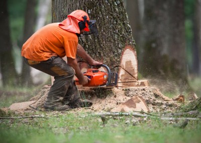 Tree felling in Sussex Woodland