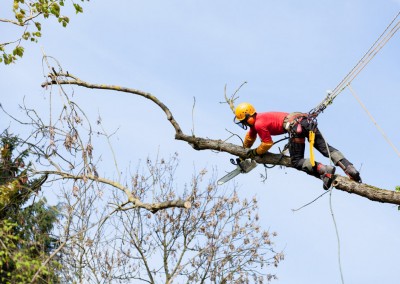 Tree Surgeon Working